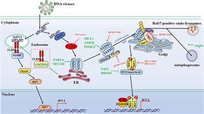 Frontiers Protein Dynamics In Cytosolic Dna Sensing Antiviral Innate